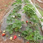 בית חווה Macchia Salentina
