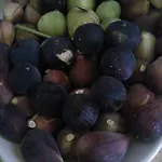Macchia Salentina