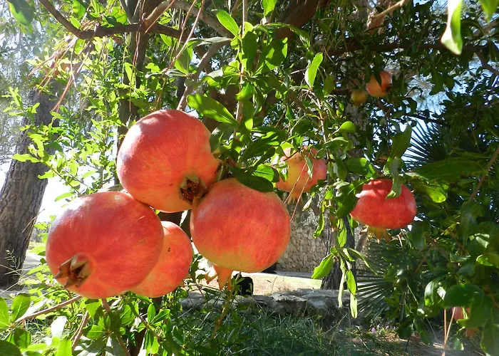 Κατάλυμα σε φάρμα Macchia Salentina Baia Di Gallipoli