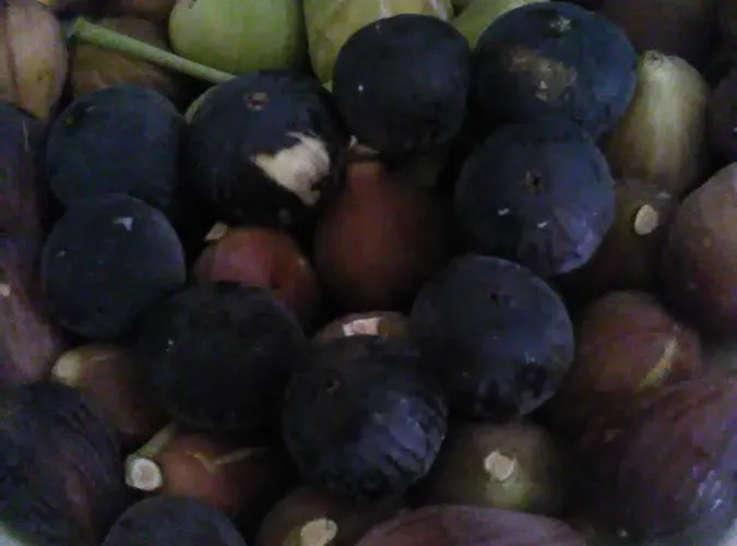 Macchia Salentina