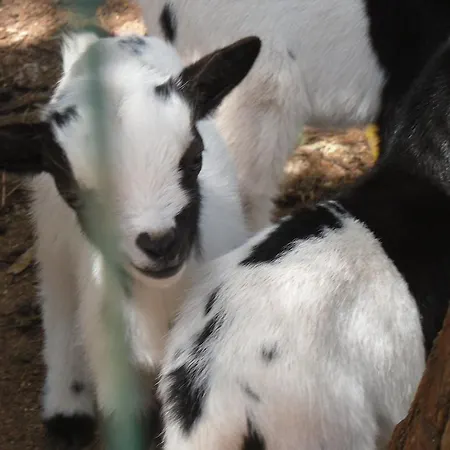 Macchia Salentina *