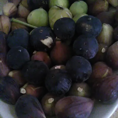 Macchia Salentina